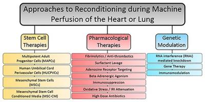 Thoracic organ machine perfusion: A review of concepts with a focus on reconditioning therapies